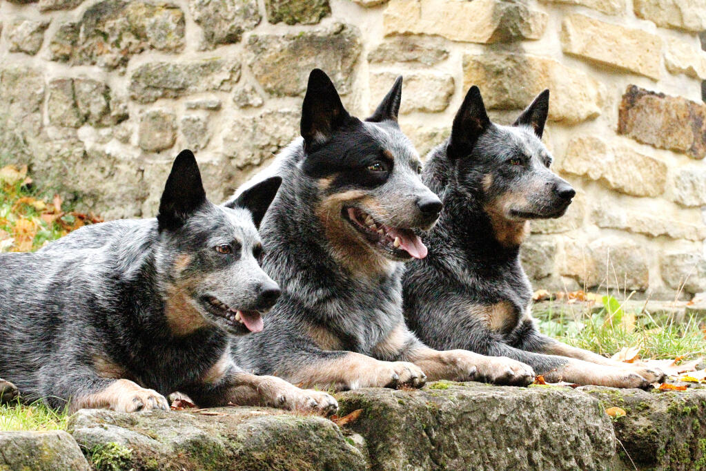 Burma indlysende Efternavn Australian Cattle Dog | Dogs | Information om racer | Omlet