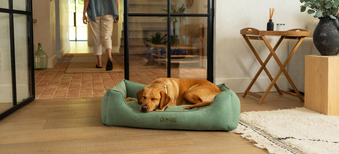 spild væk komfort I hele verden Rede-seng til hunde | Omlet