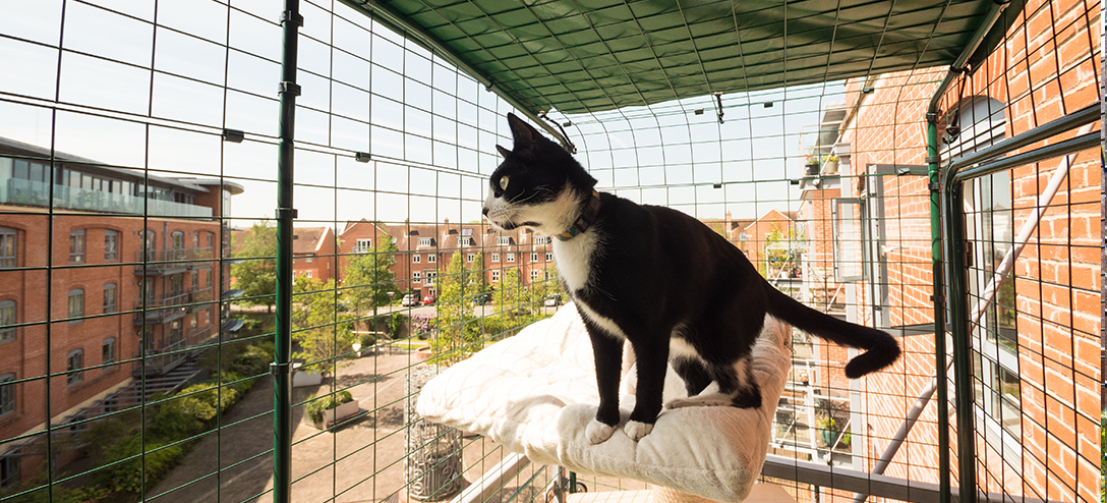 Katteindhegning til | Den ultimative kattegård i byen | Omlet