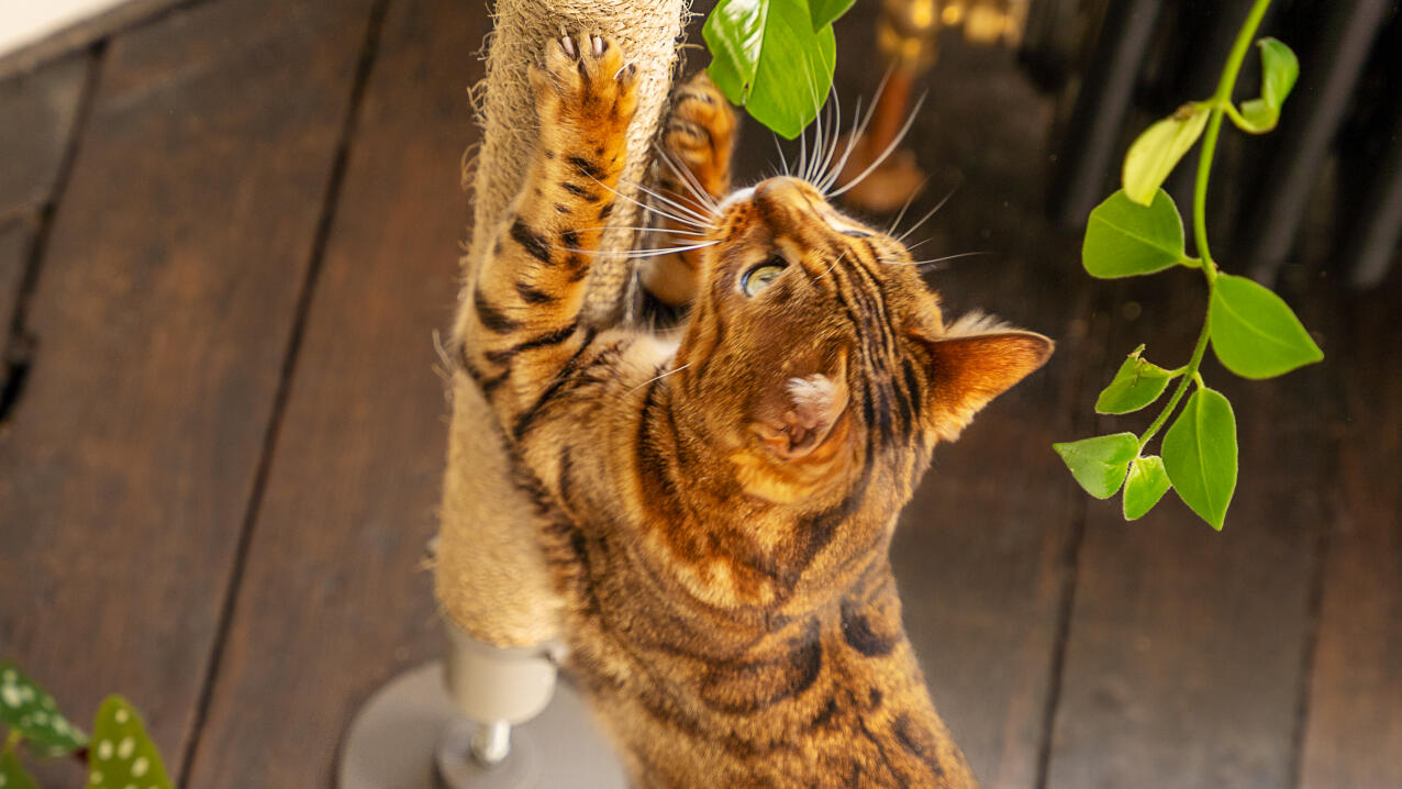 Katten klør sig på en lodret sisalstolpe