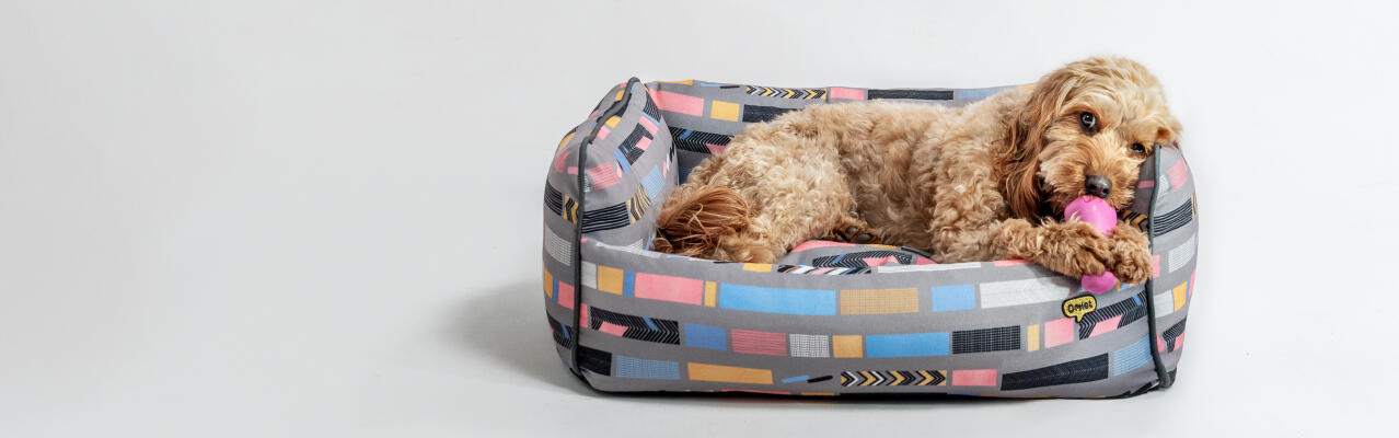 Hunden sover i Omlet medium cushion hundeseng