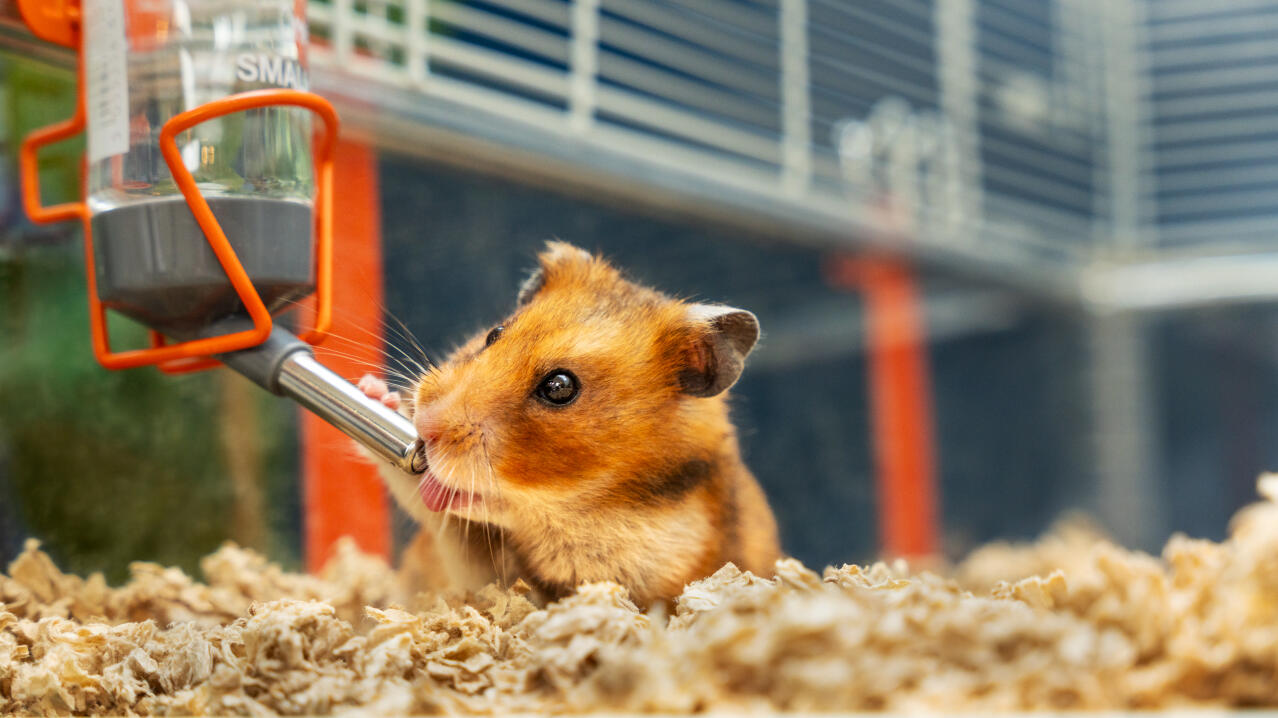 Hamster drikker af vandflasken i et Omlet hamsterbur