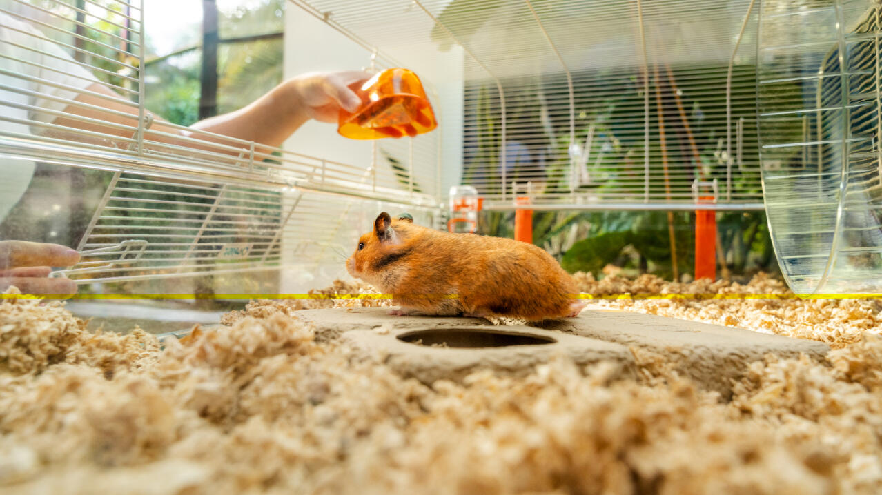 Hamster ser madskål blive sat ind i Omlet hamsterbur