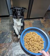 En hund, der sidder og venter på sin Omlet hundeskål fyldt med mad.