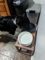 En hund, der spiser af den stormblå Omlet hundeskål, der står på et stativ.