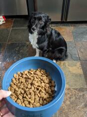 En hund kigger på den stormblå Omlet hundeskål fyldt med mad.