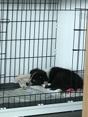 En sort/hvid hund, der sover i en kasse