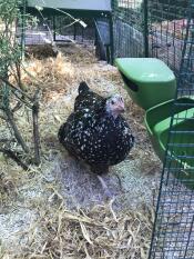 Hønsene elsker at løbe lige igennem deres have med den nye bagdør, der er installeret under deres hus 