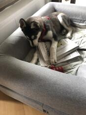 En hund, der tygger på en avis i sin grå seng med en pude på toppen