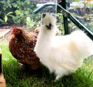 Orange kylling med glat pels og en hvid fluffy kylling i en have