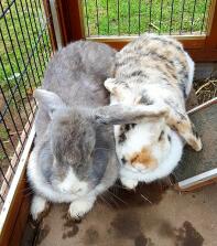 To kaniner i løbegård