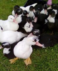 Smukke Muscovy Poults