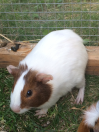 Pastinak Agouti