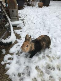 En sort og brun kanin på Snow i en have