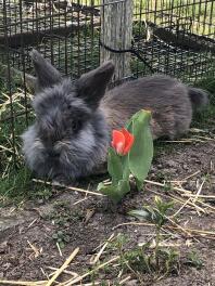 En stor fluffy kanin med grå pels i en have