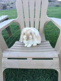 Sød mini lop kanin sidder på en stol i deres løbegård