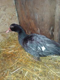 Muscovy kvinde