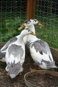 Trio blå magpie ænder