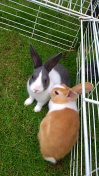 To hvide, brune og sorte hollandske kaniner i en løbegård for dyr