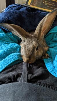 Ny baby flamsk kæmpe kanin klar til at snuggles!