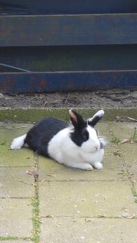 En sort og hvid kanin på en terrasse