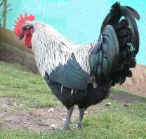 Norfolk Grey Fjerkræ Stock Cockerel