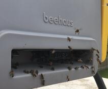 Adapter til indgang med hvepsevending 