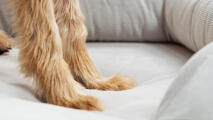Detalje af poter i en hundeseng med snor