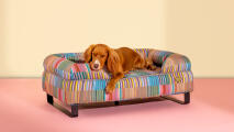 Hunden hviler i en farverig patterend bolster-hundeseng fra Omlet