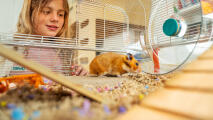 Lille pige holder øje med sin hamster i det store Omlet hamsterbur