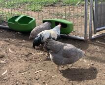 Høns, der spiser fra en foderautomat, der er fastgjort til en trådnet løbegang