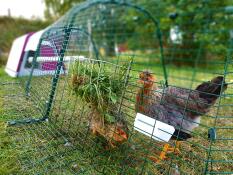 Høns, der spiser fra en foderautomat i en løbegård, der er forbundet med en lilla Go hønsegård