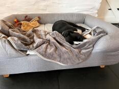 En søvnig hund i en grå seng med en pude, et betræk og legetøj