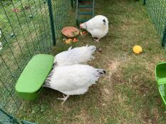 Tre kyllinger, der hakker noget mad i forlængelse af en Eglu Cube