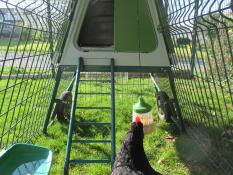 Omlet green Eglu Go opbygget hønsehus og løbegård med høns og kyllingelegetøj
