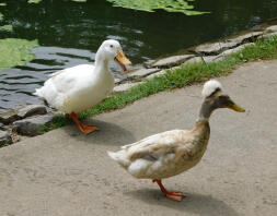 Crested Duck i offentlig park i Sacramento, Californien.