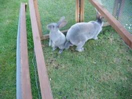 To kaniner udenfor i deres løbegård