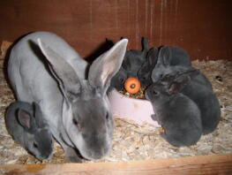 Kaninemor med sine unger i buret