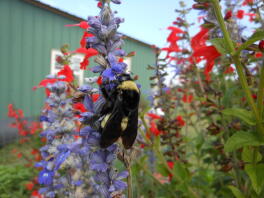 Humlebi på Salvia