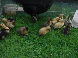 Broody med call ducklings