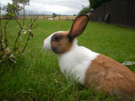 En hvid og brun hollandsk kanin på en græsplæne