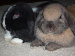 Mine kaniner ollie og roxy