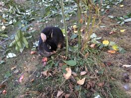 En sort kanin, der spiser nogle blade