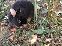 En sort kanin, der spiser nogle blade