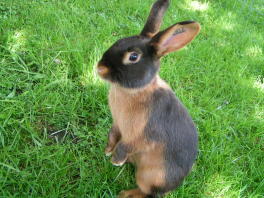 En lille kanin, der står op i græs