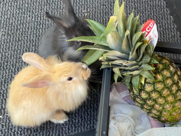 To kaniner undersøger en ananas