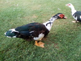 Mandlig Muscovy Duck