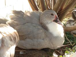 Moshi lavendel krusning Muscovy