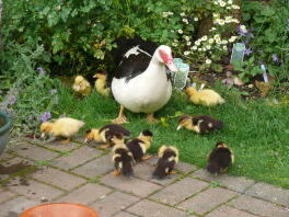 Muscovy høne med ællinger