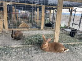 Kaniner i et udendørs bur opsætning